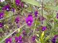 Petites Jacinthe en fleur, flower