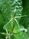 The Petiveria alliacea plant is called Singawalang in Indonesia