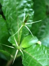 The Petiveria alliacea plant is called Singawalang in Indonesia