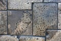 Petoskey stone tile Royalty Free Stock Photo