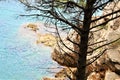 Petovac Montenegro june 2015 , lonely pine on a background of yellow rocks