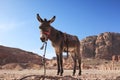 Petra Donkey Royalty Free Stock Photo