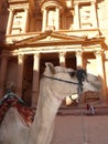 Camel in front of the Treasury building in Petra, Jordan Royalty Free Stock Photo