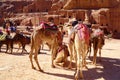 Petra, Jordan - Bedouin camels and donkeys waiting for tourists at Petra archaeological ancient city of Petra, Wadi Musa, Middle E