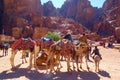 Petra, Jordan - Bedouin camels and donkeys waiting for tourists at Petra archaeological ancient city of Petra, Wadi Musa, Middle E