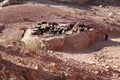Petra, Jordan: Bedouin herding goats in the desert