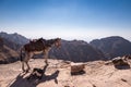 Petra, Jordan, a donkey and a dog rest on a cliff Royalty Free Stock Photo