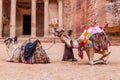 PETRA, JORDAN - MARCH 23, 2017: Camels in front of the Al Khazneh temple The Treasury in the ancient city Petra, Jord Royalty Free Stock Photo