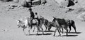 Children searches for tourists for donkey ride Royalty Free Stock Photo