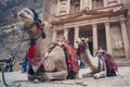 Camels in front of the Treasury at Petra the ancient City Al Khazneh in Jordan. Tourists walk in background Royalty Free Stock Photo