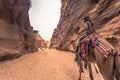 Petra - October 01, 2018: Camel riders in the ancient city of Petra, Wonder of the World, Jordan