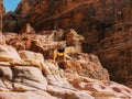 Petra View with White Donkey Royalty Free Stock Photo