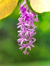 A petrea volubilis bouquet of beautiful wreaths on a blurred green background