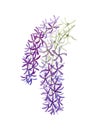 petrea volubilis flower clusters of lilac color on a branch with leaves drawn in watercolor for cards, wedding, print
