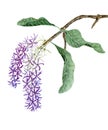petrea volubilis flower clusters of lilac color on a branch with leaves drawn in watercolor