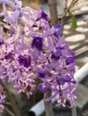 Petrea Volubilis