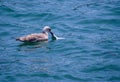 Petrel bird catching fish in the sea on a sunny day