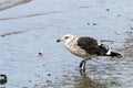 Petrel Bird Pecking at Pollution Debris in Harbor