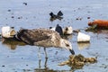 Petrel Bird Pecking at Pollution Debris in Harbor