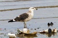 Petrel Bird Wading in Polluted Shallows of Harbor