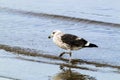 Petrel Bird Wading in the Shallows of Harbor