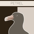 Petrel flat postcard