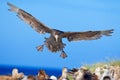 Petrel in flight. Giant petrel, big sea bird on the sky. Bird in the nature habitat. Sea animal from Sea Lion Island, Falkland Isl
