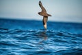 Petrel in flight. The white-chinned petrel or Cape hen. Royalty Free Stock Photo