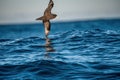 Petrel in flight. The white-chinned petrel or Cape hen.  Scientific name: Procellaria aequinoctialis. South Africa Royalty Free Stock Photo