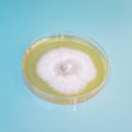 A petri or culture dish with growing fungal or mushroom mycelium Royalty Free Stock Photo