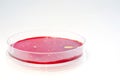 Petri dish Royalty Free Stock Photo
