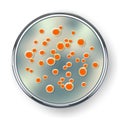 Petri dish with bacteria colonies, isolated on white