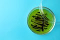 Petri dish with bacteria colony on light blue background, top view. Space for text Royalty Free Stock Photo