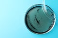 Petri dish with bacteria colony on light blue background, top view. Space for text Royalty Free Stock Photo