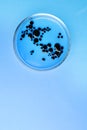Petri dish with bacteria colony on light blue background, top view. Space for text Royalty Free Stock Photo