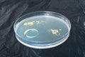 Petri dish with bacteria