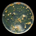 Petri dish with bacteria isolated on black Royalty Free Stock Photo