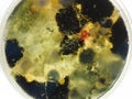 Petri dish with black and red fungi in a microbiology laboratory