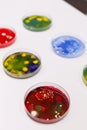 Petri dish with colony of microorganism standing on table