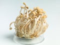 Petri dish containing an enoki mushrooms cluster