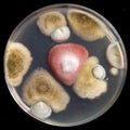 Petri dish with culture of microorganisms including filamentous fungi and bacteria Royalty Free Stock Photo