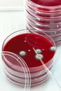 Petri dish with dropper