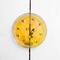 Petri dish with growing bacteria Royalty Free Stock Photo