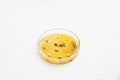 Petri dish with growing bacteria Royalty Free Stock Photo