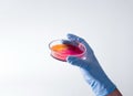 Petri dish with growing bacteria Royalty Free Stock Photo