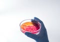 Petri dish with growing bacteria Royalty Free Stock Photo