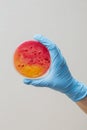 Petri dish with growing bacteria Royalty Free Stock Photo