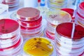 Petri dish. Microbiological laboratory Royalty Free Stock Photo