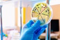 Petri dish. Microbiological laboratory. Mold and fungal cultures. Bacterial research. Royalty Free Stock Photo