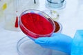 Petri dish. Microbiological laboratory Royalty Free Stock Photo